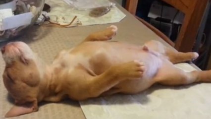 Ce chiot refuse que sa maîtresse le réveille de sa sieste