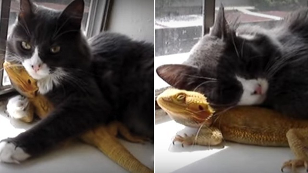 Ce chat et ce lézard ont une amitié inattendue