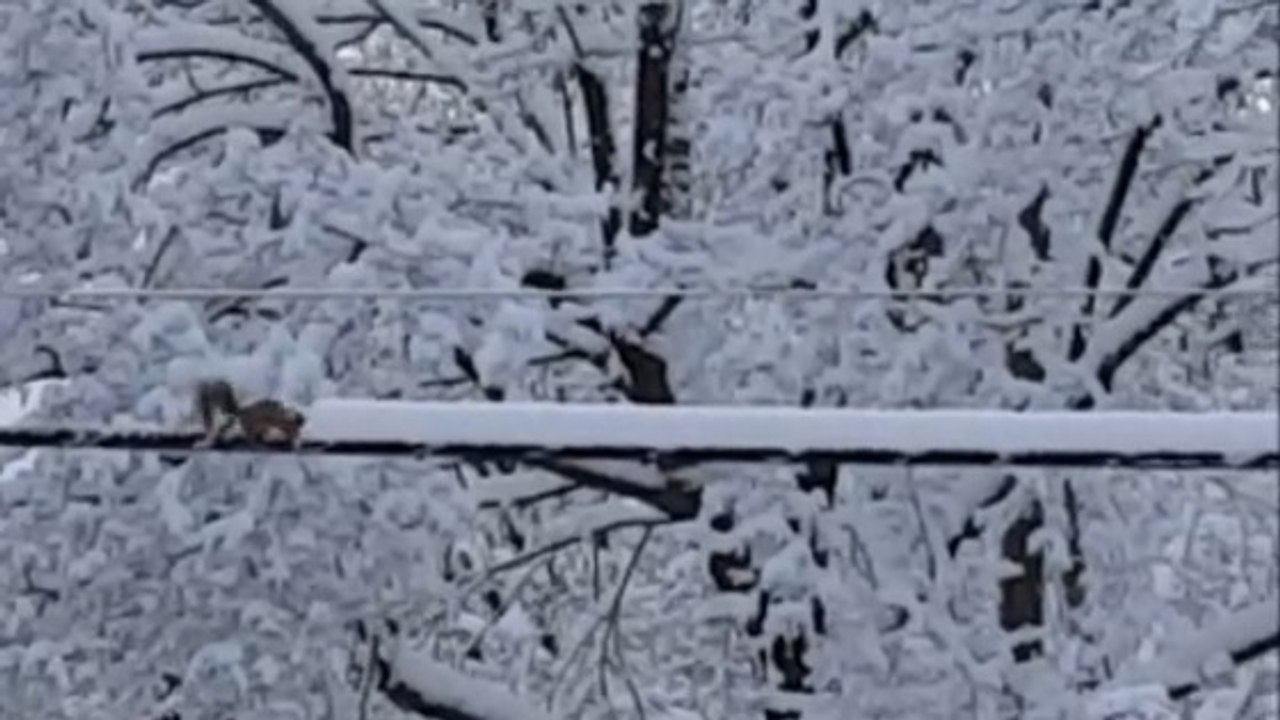 Cet écureuil a trouvé la meilleure technique pour déblayer la neige