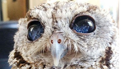 Zeus le hibou a des étoiles dans les yeux, mais la raison est bouleversante...