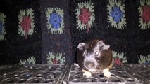 CAVIA PORCELLUS DAVID 20210209_062434