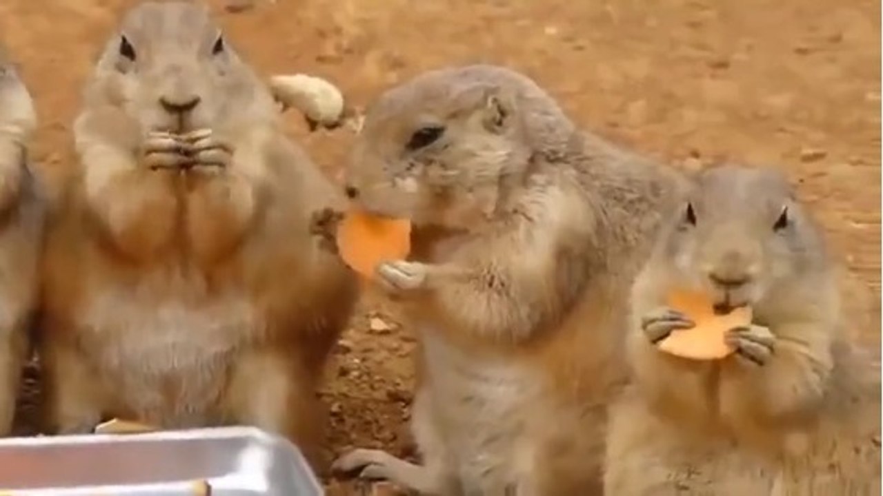 Ces chiens de prairie vous feront rire malgré eux en mangeant une carotte