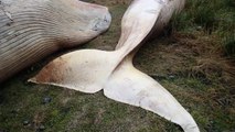 Chili : 300 baleines retrouvées mortes sur la plage par des scientifiques. Personne ne sait pourquoi...