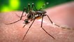 Virus Zika : symptômes et traitements, tout savoir sur la maladie