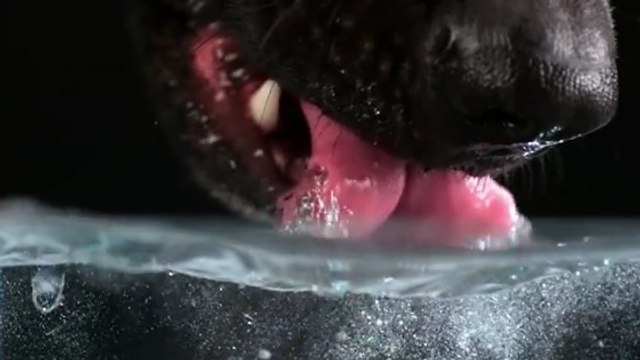 Cette vidéo montre au ralenti comment un chien fait pour boire. Et c'est magnifique !