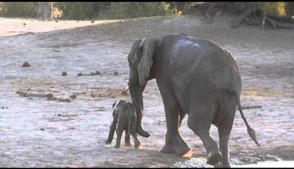 Ce bébé éléphant refuse de quitter son bain de boue et défie sa maman