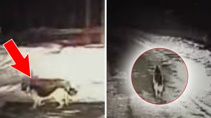 Un chien croise une voiture de police et se met à courir. Ce qu'il fait ensuite va vous surprendre !