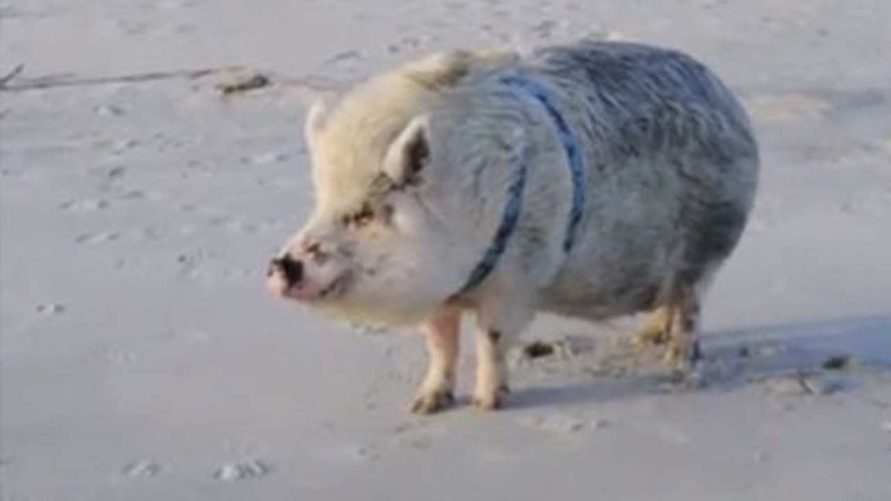 Ce petit cochon est un vrai petit fou quand il voit la mer pour la première fois