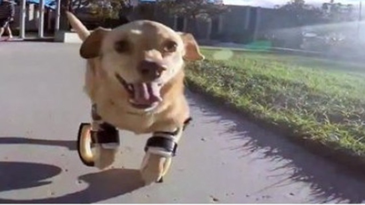 Infirme des pattes avant, cette chienne a fait preuve d'un grand courage