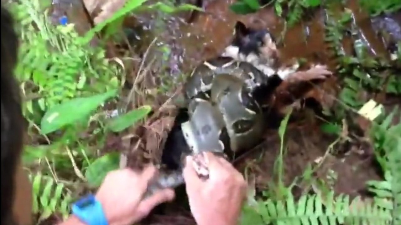 Cet homme courageux sauve un chaton prisonnier d'un boa