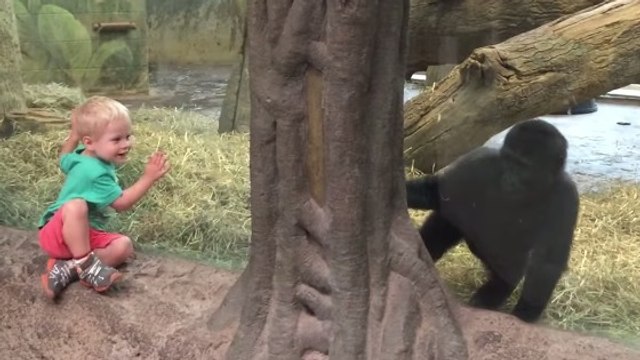 Un petit gorille joue à cache-cache avec un enfant