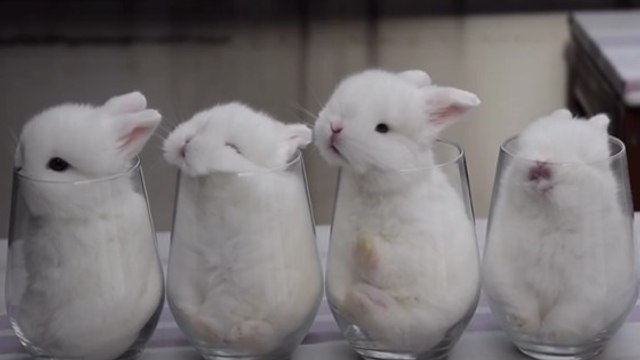 Ces petits lapins se sont trouvés un petit nid douillet dans des verres