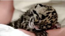 Ce bébé léopard adore boire au biberon dans les bras de sa gardienne