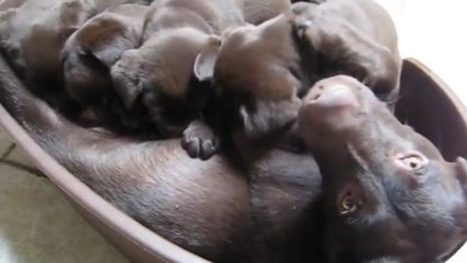 Ces bébés labradors tètent leur maman d'une façon adorable