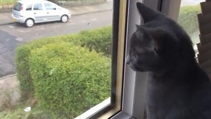 Ce chat voit la neige tomber pour la première fois