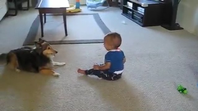 Ce chien fait rire un bébé aux éclats