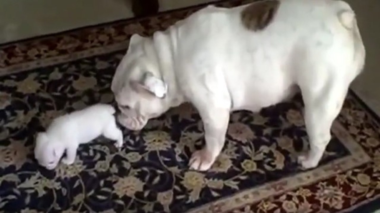 Ce bébé bouledogue fait ses premiers pas avec sa maman