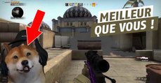 CS GO : ce chien qui stream explose tout le monde