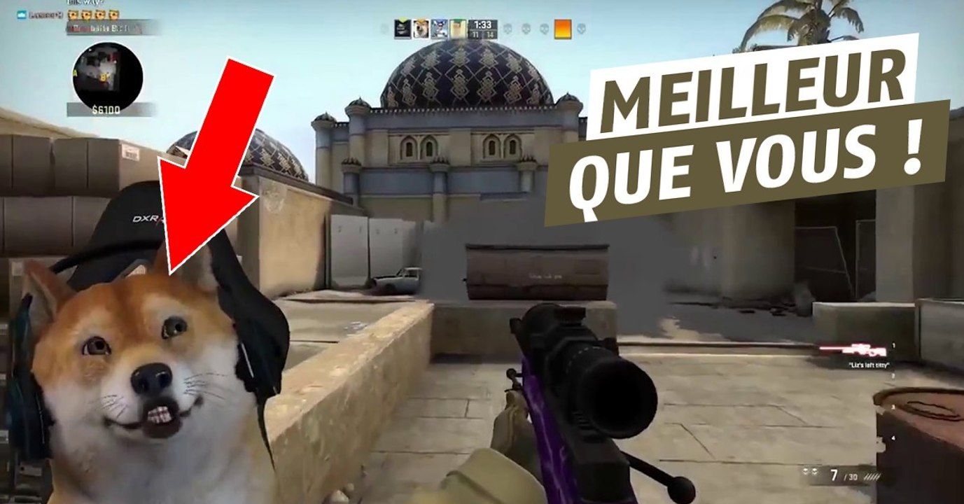 CS GO : ce chien qui stream explose tout le monde