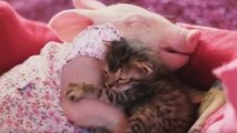 Marina le chaton et Laura le cochon ont eu des débuts difficiles. Elles sont devenues inséparables