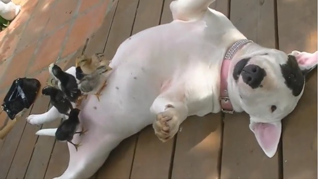Ces oiseaux font la sieste sur le ventre d'un chien ravi