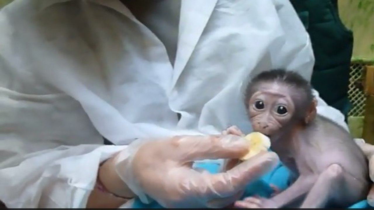 Ce bébé singe goûte une banane, et sa réaction est adorable