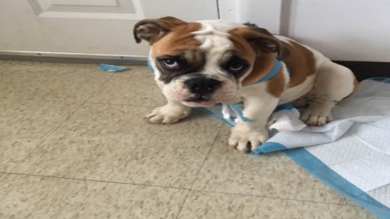 Voici les astuces infaillibles pour débarrasser durablement votre maison du pipi de votre animal