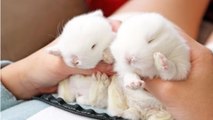 Elle a adopté les petits lapins les plus mignons du monde