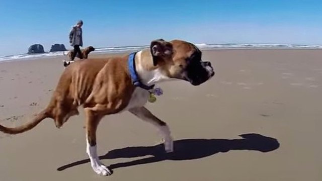 Duncan Lou Who, un boxer sans pattes arrière, mais heureux !