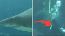Un requin attaque violemment un soigneur dans un aquarium en Afrique du Sud