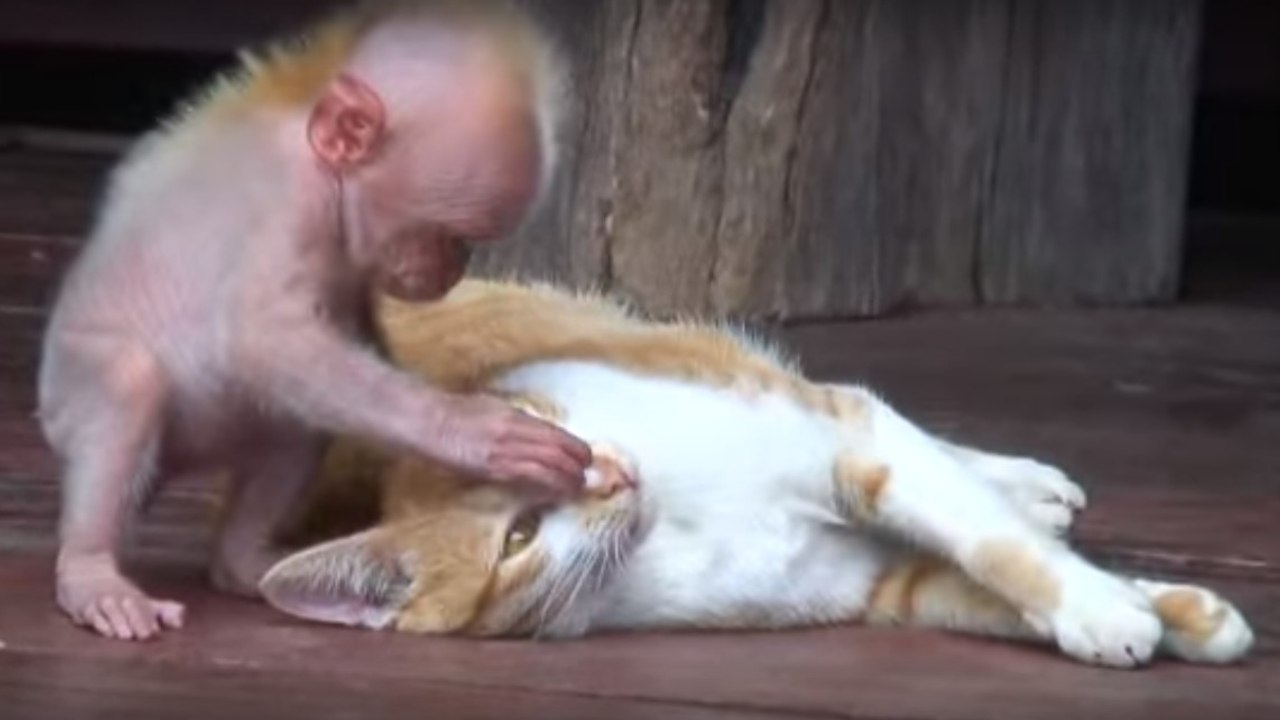 Un singe prend un chat dans ses bras et lui fai...