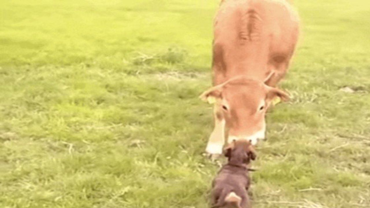 Un chiot et une vache se rencontrent et deviennent meilleurs amis