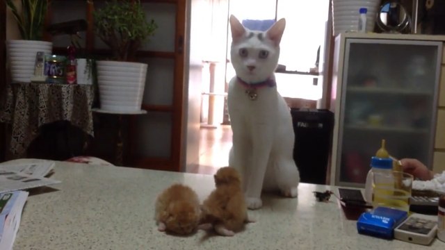 Deux petits chatons se chamaillent. Mais un grand chat paniqué s'interpose !