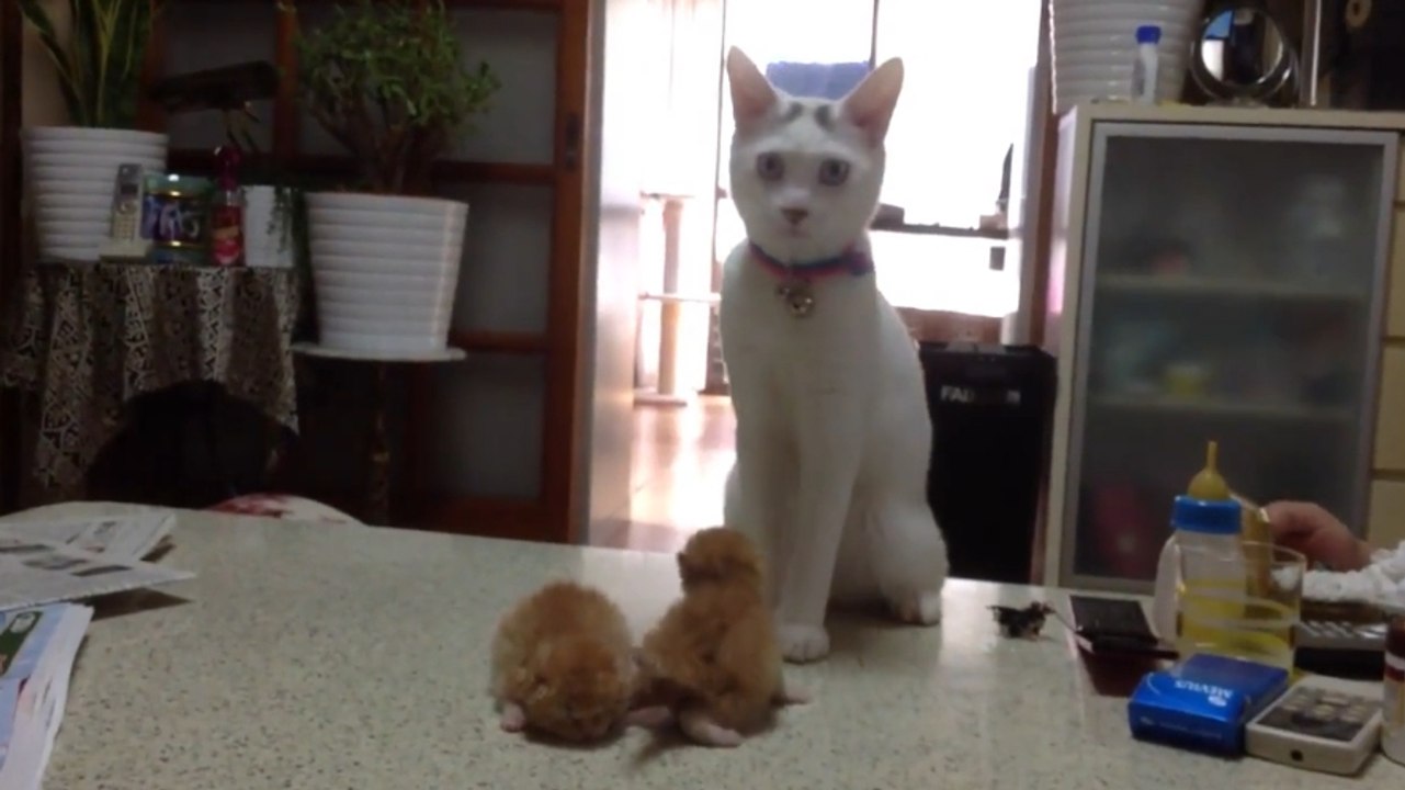 Deux petits chatons se chamaillent. Mais un grand chat paniqué s'interpose !