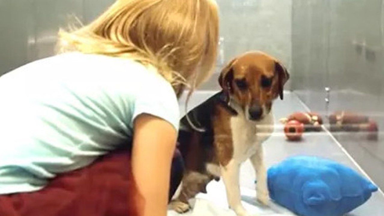 Si vous n'aviez jamais pensé à adopter un chien...