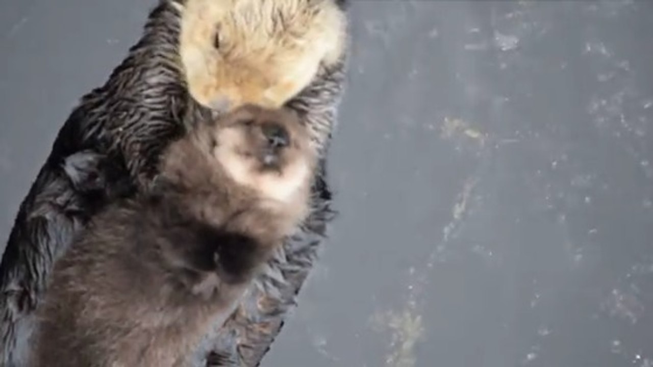 Une maman loutre berce son bébé au rythme de l'eau