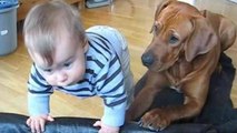 Ce bébé veut emprunter le lit du chien, ce que le chien va faire est adorable