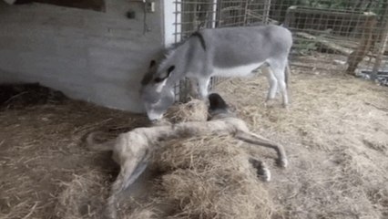 Ce chien est différent des autres. Mais cet âne l'accepte malgré son handicap