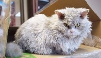 Après Grumpy Cat, le chat Albert est le nouveau grincheux star du web