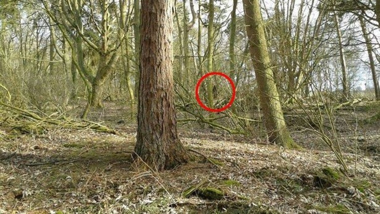 Il se balade en pleine forêt et filme quelque chose de très étrange