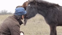 Roumanie : ce cheval remercie avec chaleur l'homme qui l'a sauvé de ses chaines