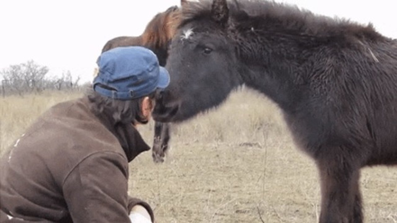 Roumanie : ce cheval remercie avec chaleur l'ho...