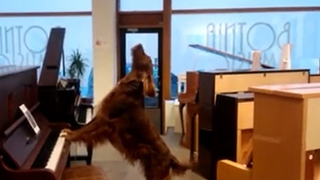 Ce chien musicien cherche le meilleur piano pour exercer son art