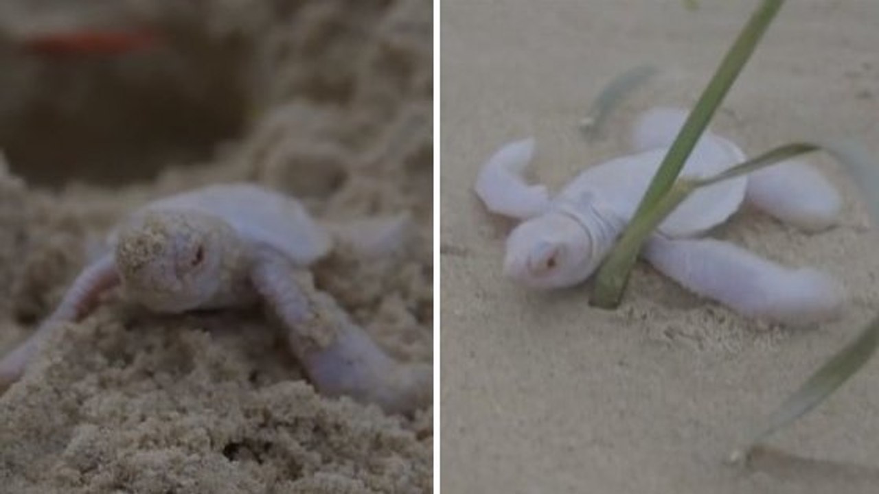 Quand ce bébé tortue à peine né fait ses premie...