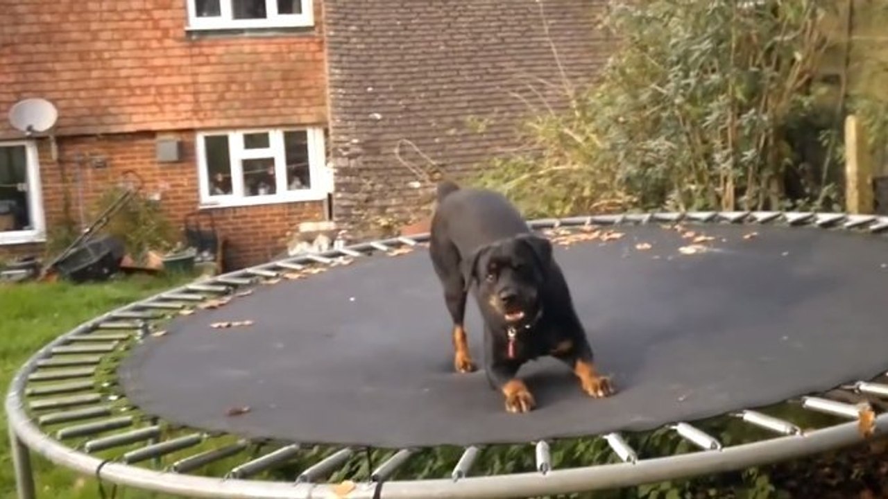 Ce chien qui découvre les joies du trampoline est comme un fou