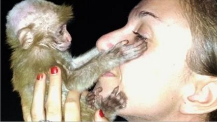 Elle sauve la vie d'un singe maltraité en Asie