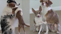 Ces adorables chiens vous montrent 5 câlins parfaits... pour chaque couple !