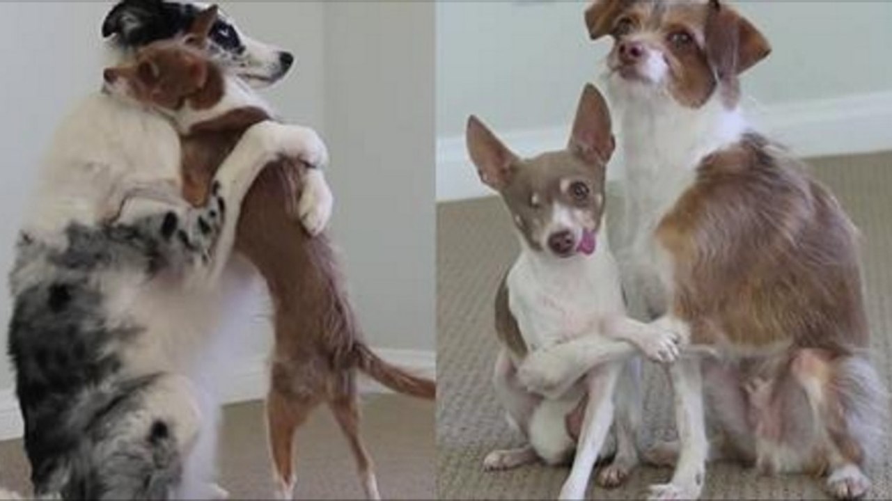 Ces adorables chiens vous montrent 5 câlins parfaits... pour chaque couple !