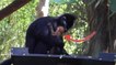 Australie : Un petit singe au pelage roux fascine les internautes depuis sa naissance
