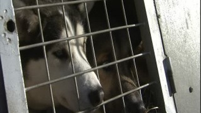 Enchaîné toute sa vie, ce husky se défoule dans l'herbe pour la première fois